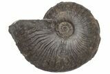 Jurassic Fossil Ammonite (Pseudolioceras) - United Kingdom #219949-1